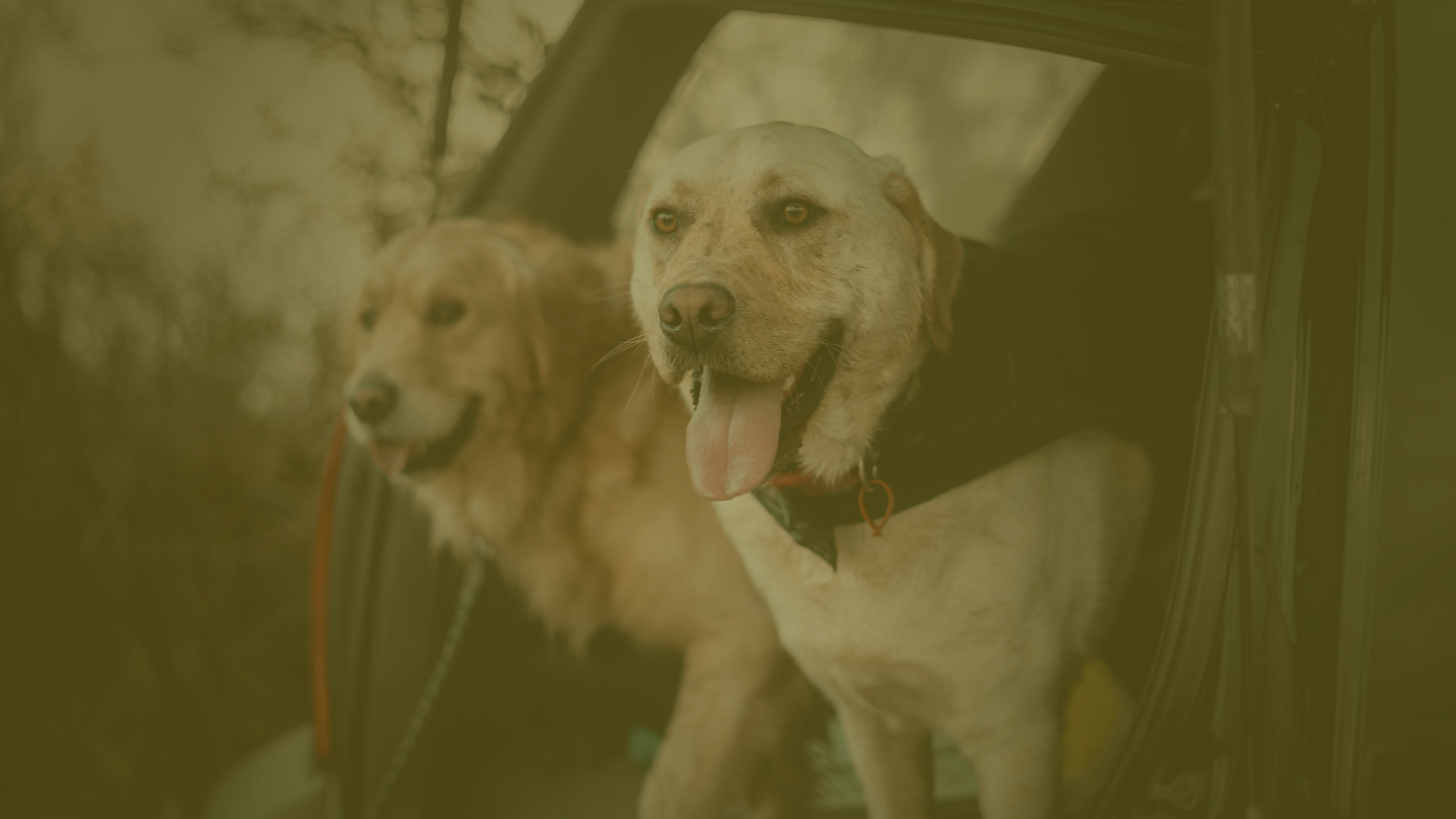 transport-pupils-abc-taxi transport-pupils-abc-taxi